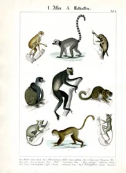 Prosimians och lemurer