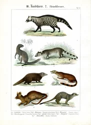 Olika köttätare från familjerna Civet och Mongoose