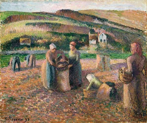 Plocka potatis, 1893
