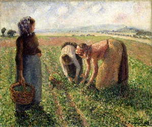 Ärtskörd, Eragny, 1893.