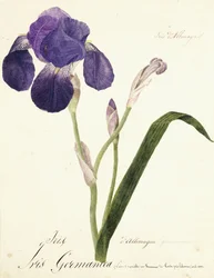 tyska Iris Iris Germanicus, ca. 1815-1851