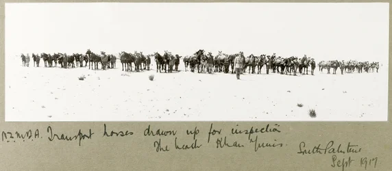 N.Z.M.F.A. transportera hästar utarbetade för inspektion på stranden, Khan Yunis, september 1917