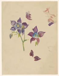 Blomstudie