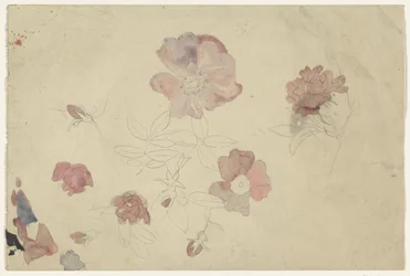 Blomsterstudier i lila och rosa