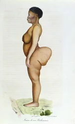 Hottentott-Venus, bushkvinna, ur «Däggdjurens naturhistoria» av Étienne Geoffroy Saint-Hilaire (1772-1844) och Frédéric Cuvier (1773-1838), 1824