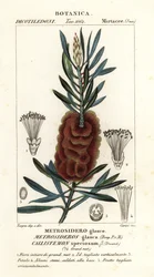 Albany flaskborste, Callistemon vacker