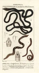Skosnörsmask, Lineus longissimus 1, Borlasia angliae 1, snabelmask, Cerebratulus bilineatus 2, Cerebratulus bilineatus 2, bandmask, Tubulanus polimorphus 3, Tubulanus elegans 4