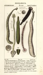 Fiskiglar och sötvattensiglar: Branchiobdellida 1, Pontobdella spinosa 2, Whitmania laevis 3, Hirudo vittata 4, Piscicola geometra 5, Ichthyobdella geometra 5, Geobdella trochetii 6