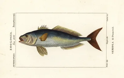 Större amberjack, Seriola dumerili, Seriola di Dumeril