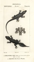Husgecko, Hemidactylus frenatus 1, och bredstjärtad gecko, Phyllurus platurus 2