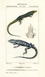 Jungle-runner, Ameiva ameiva,, Lucertola ameiva 1 och golden tegu, Tupinambis teguixin, Safeguard of America
