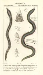 Leodice antennata, Nereidonta antennata 1 och Eunice sanguinea, Nereidonta sanguinea 2