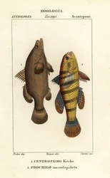 Nilabborre, Lates niloticus, och sovfisk eller gudgeon, Ophiocara macrolepidota