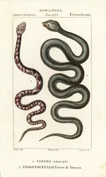 Ringhalsad spottkobra, Hemachatus haemachatus 1, och Martinique lanshuvud, Bothrops lanceolatus 2