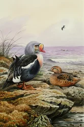 King Eider (toalett)