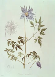 Clematis macropetala, från "Icones Plantarum Floram Rossicam" 1829