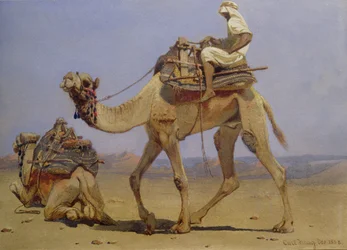 Kamel förbereder sig för att ligga ner, 1858