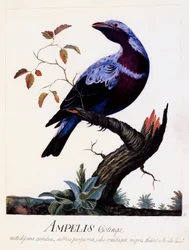 Ampelis cotinga (Cotinga cotinga), Purpurbröst Cotinga, akvarell