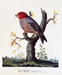 Loxia erythrocephala (Amadina erythrocephala), rödhårig fink, akvarell
