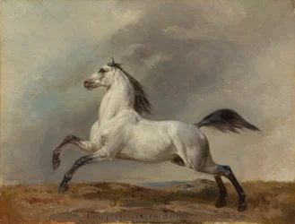 Grå hingst till vänster
