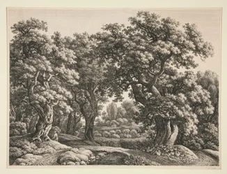 Skogslandskap
