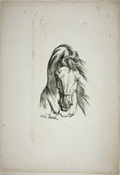 Detalj av hästhuvud, förstorat till tredubbel storlek, Norman Royal Guard, nr 1