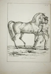 Royal Guard, Norman Cavalier, inte i full dress, och häst, nr 3