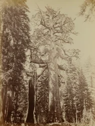 Grizzlyjätten, Mariposa Grove