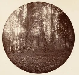 Empire State. C. Grove, ca. 1878.