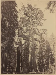 Grizzly Giant, Mariposa Grove, 1861.