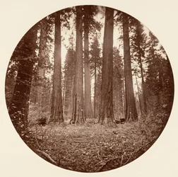 James kung av William. Keyston State etc. Calaveras Grove, ca. 1878.