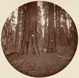 Inga, ca. 1878.