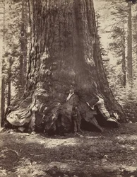 Sektion av Grizzly Giant med Galen Clark, Mariposa Grove, Yosemite, 1865-66, tryckt ca. 1876.