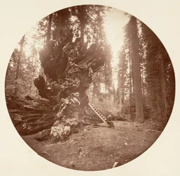 Skogens fader - Hästens baksida. Calaveras Grove, ca. 1878.