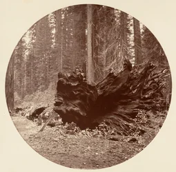 Skogens fader 450 fot C. Grove, ca. 1878.