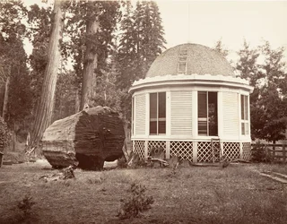 Huset byggt över stubben av ett stort träd, 1865-66, tryckt ca. 1876.