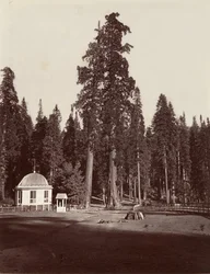 The Sentinel, 315 fot, 1865-66, tryckt ca. 1876.