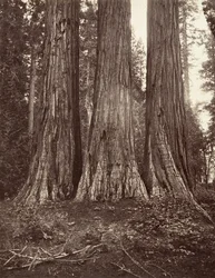 The Three Graces, 272 fot, 1865-66, tryckt ca. 1876.