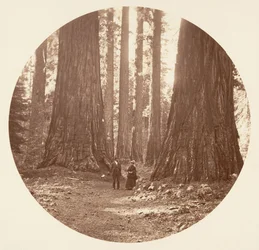 The Three Graces Seed Through the Bryant and Seward Calaveras Grove, ca. 1878.