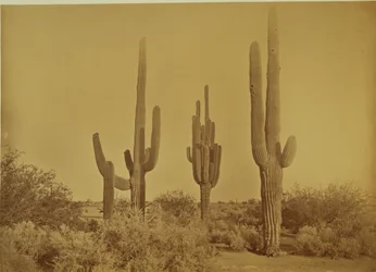 [Kaktus, Arizona - Cereus Giganteus]