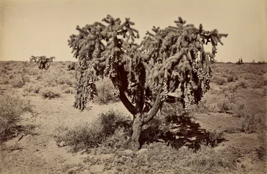 [Kaktus, Arizonaöknen]