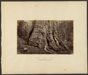 [Kalifornien - Mariposa Big Trees, "Washington" 270 fot hög, 92 fot omkrets]