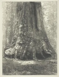 Kopia av Carleton Watkins "Galen Clark Before the Grizzly Giant".