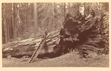 [Skogens fader Calaveras Grove]