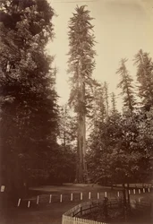 Jätte Redwood, Santa Cruz