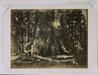 [Del av stammen på "Grizzly Giant" med Clark - Mariposa Grove - 33 fot i diameter]