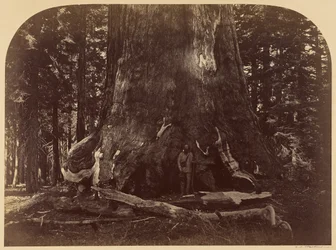 Tvärsnitt av Grizzly Giant, Mariposa Grove, 33 fot i diameter