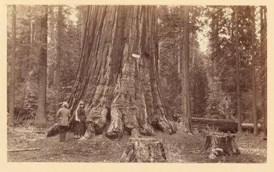 [Skogens stolthet, Calaveras Grove]