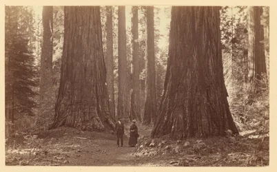 De tre gracerna, Calaveras Grove