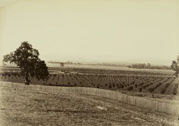 [Ung fruktodling, Palermo, Butte County]